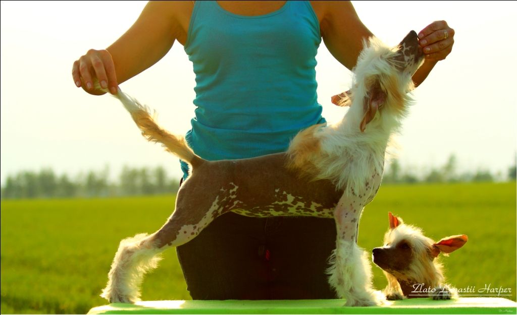 Zlato Dinastii Harper