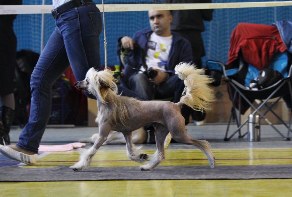 Zlato Dinastii Hennessy