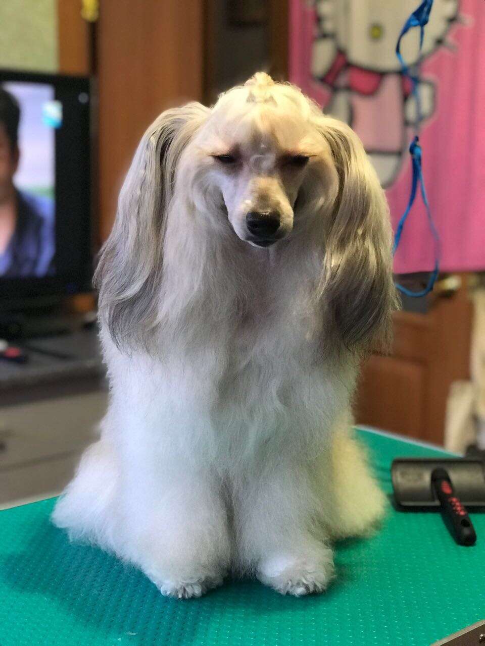 Koketka iz Strany Kutha