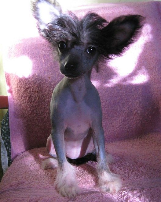 Angel O' Check Aisha Ame Aimante