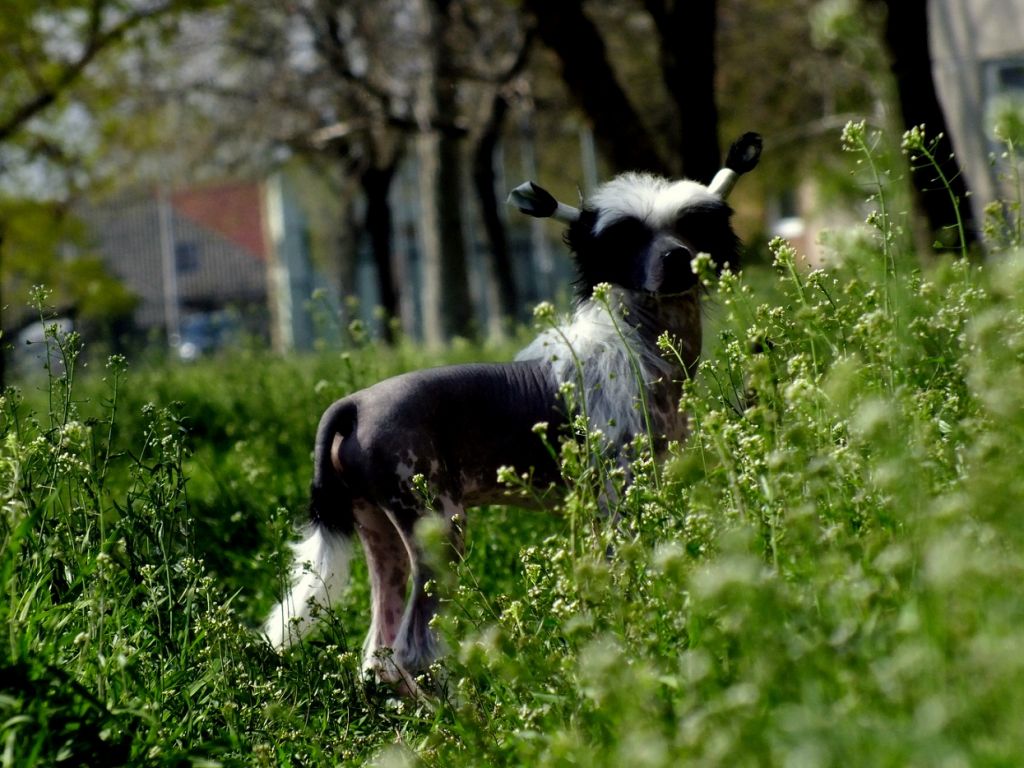 Dreamrose C' Jerry Carter