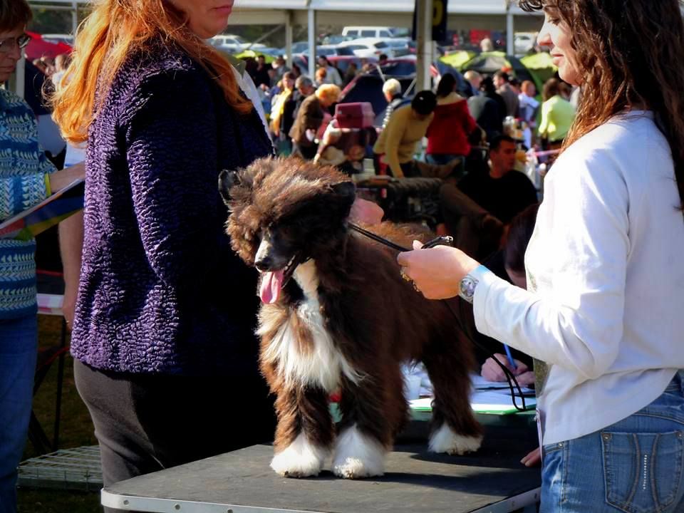 Dreamrose Castor Monsieur