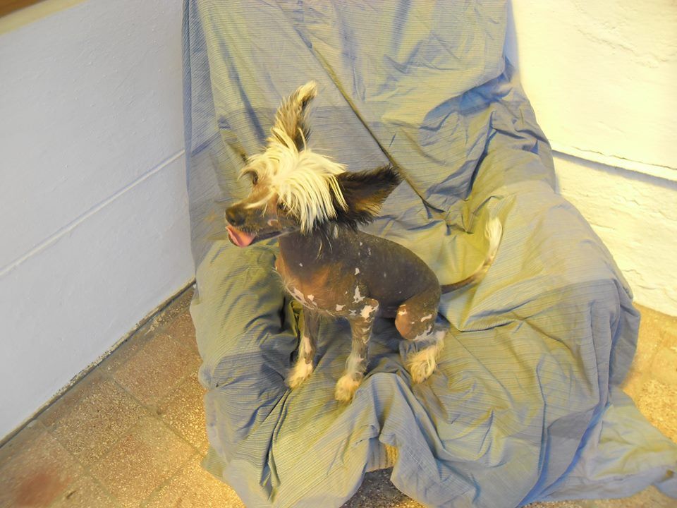 Dreamrose Cooper Lead