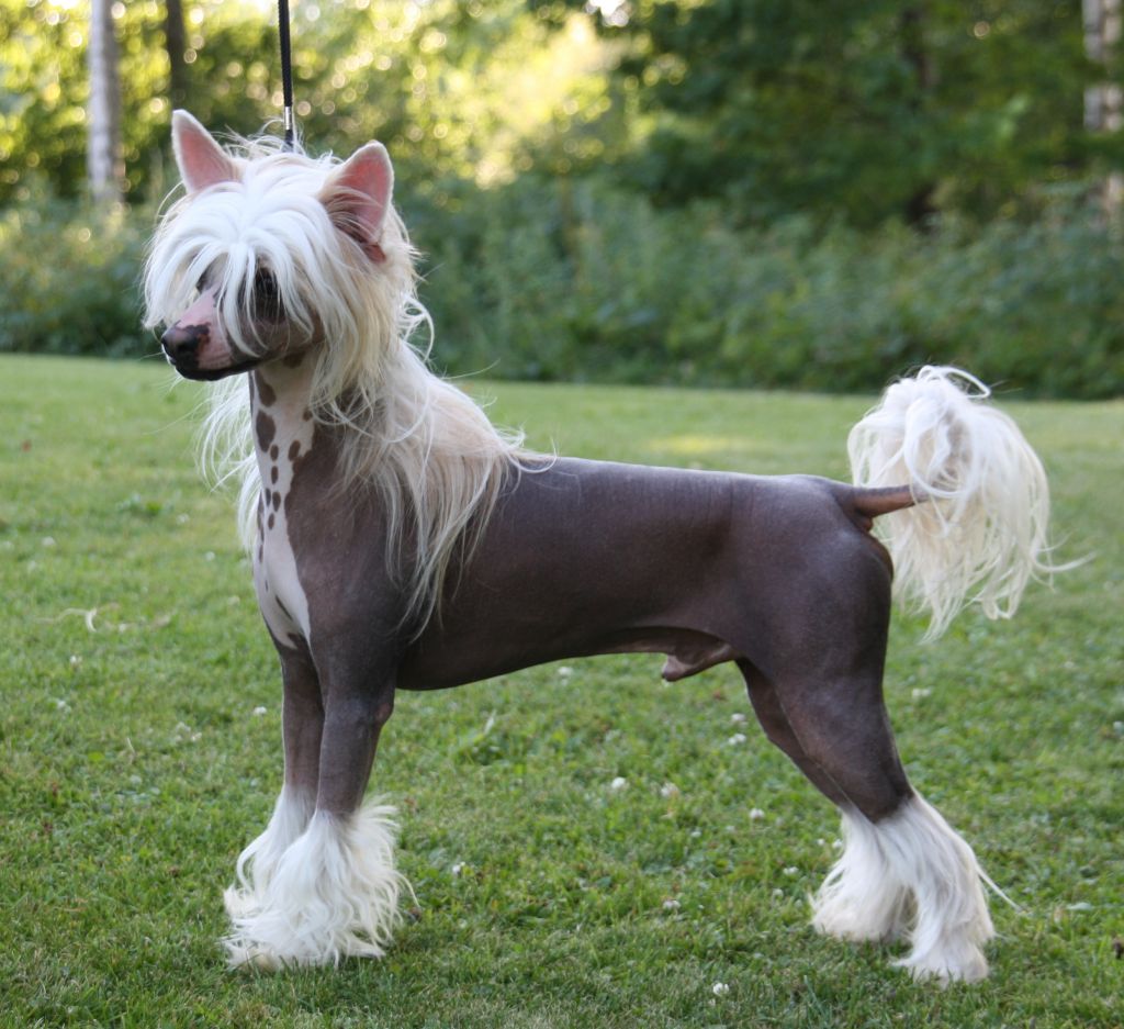 Zanevi's Dr. Dolittle