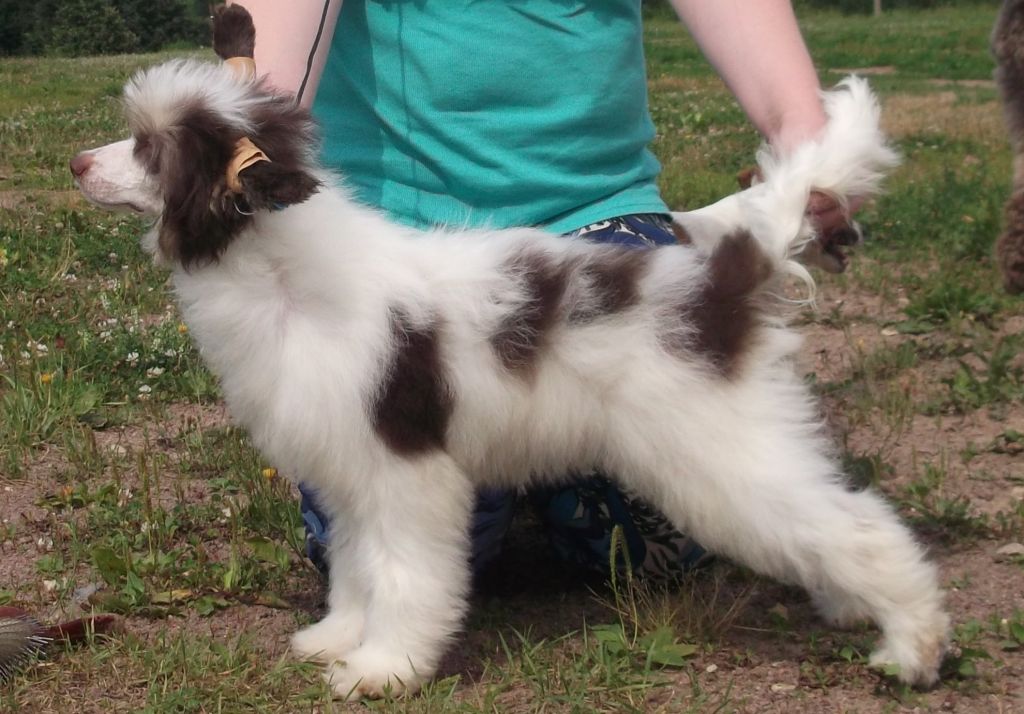 Vishenka v Shokolade Chokko Mokko