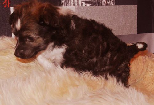 Volshebnyi Barxat Mistik Men