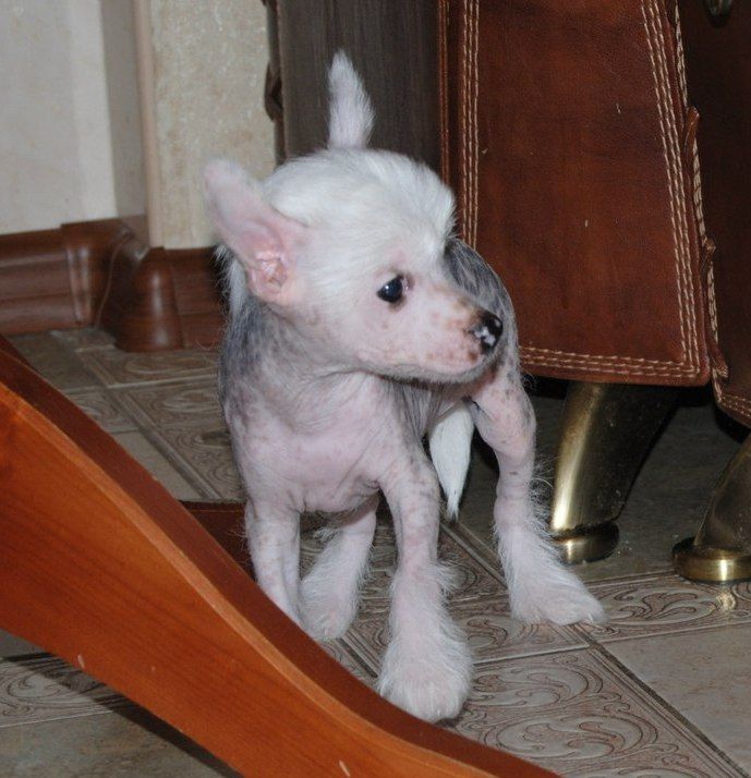 Sapfir iz Tsarskogo Sela Majestic