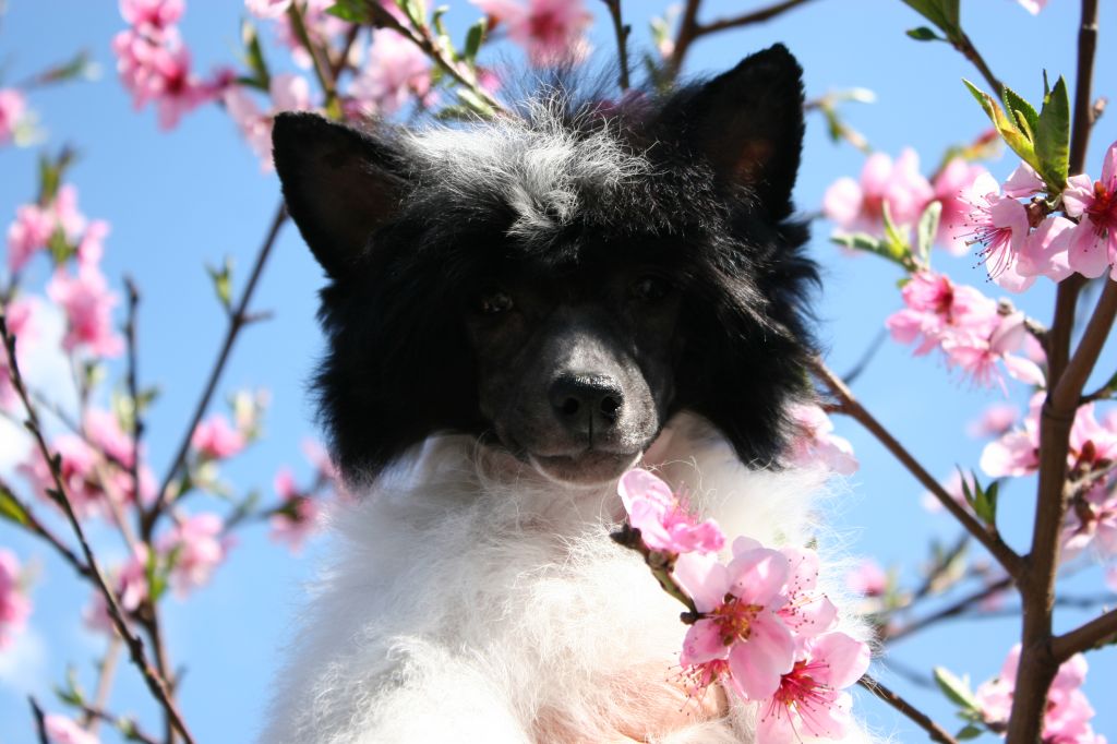 Jingle Bells New Year Miracle de Fageiro