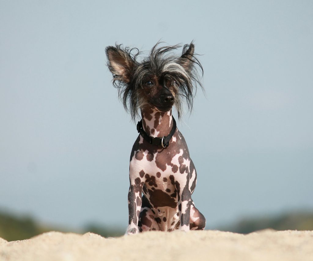 Dancing Queen Keyomi of mystic Star