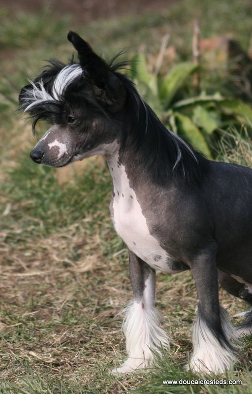 Doucai's Ange Ou Demon