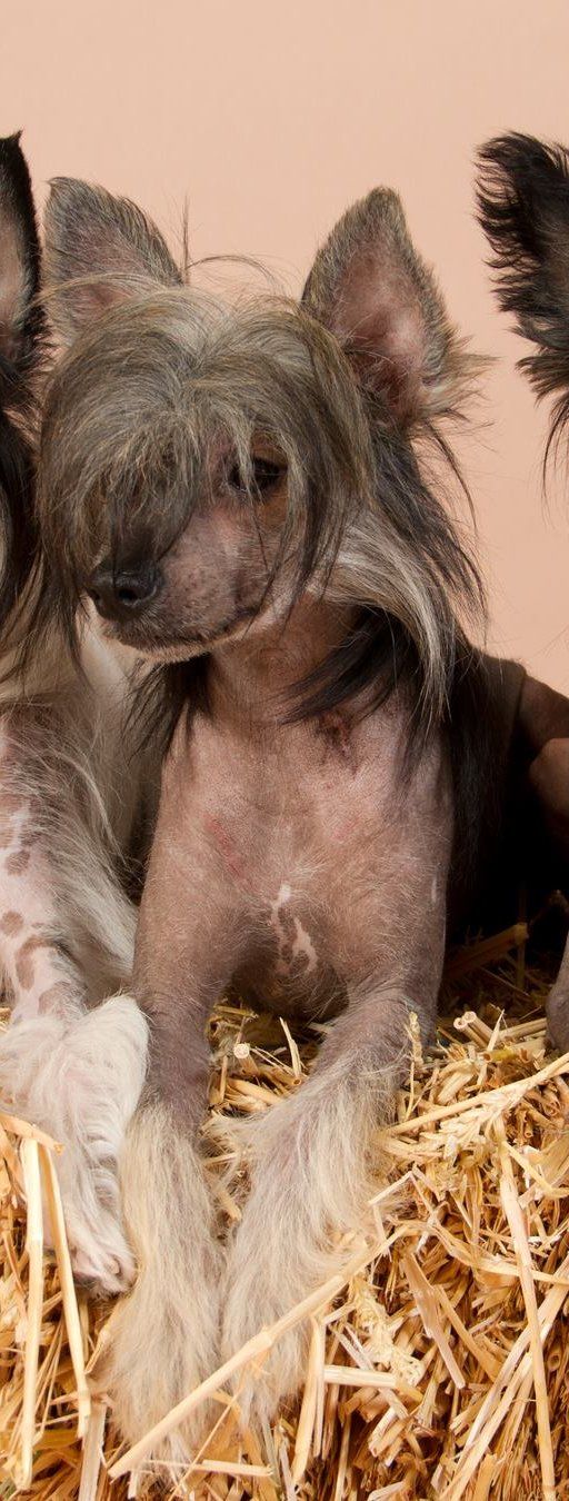 Dynamite Deluxe  of mystic Star