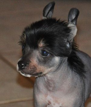 Hatchepsout Little Champs