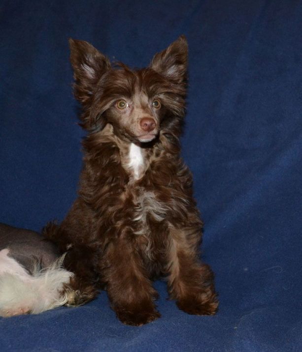 In Fant iz Shokoladnogo Tsarstva