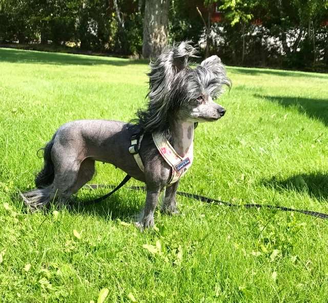 Bonniveras Mica'ceus