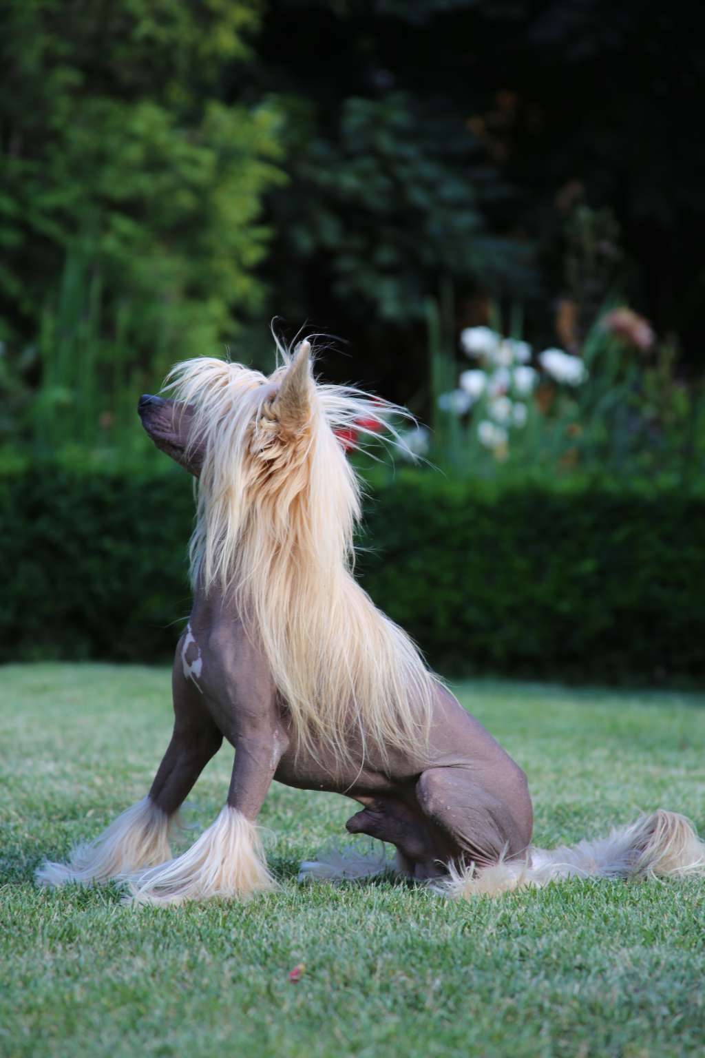 Amazing Angel Eyes Dream Angel