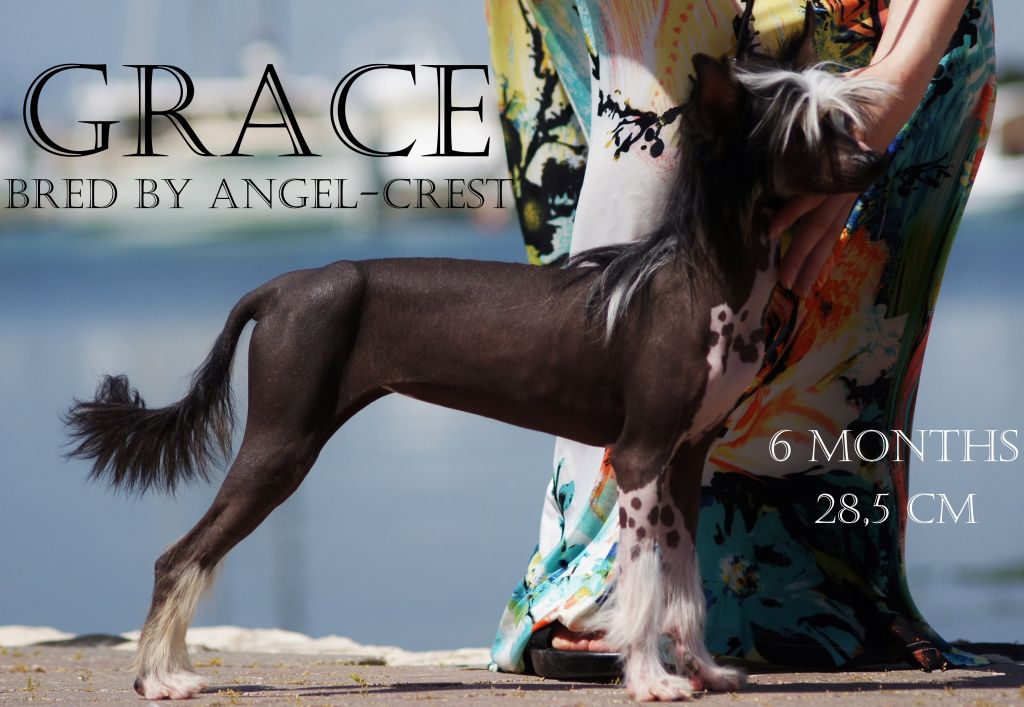 C-Litter by Angel-Crest