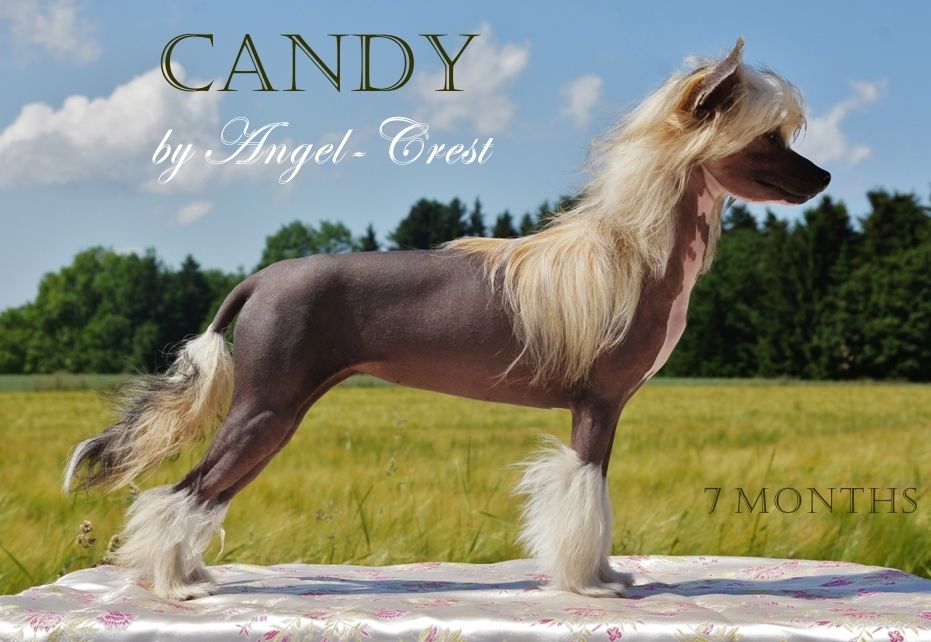 C-Litter by Angel-Crest