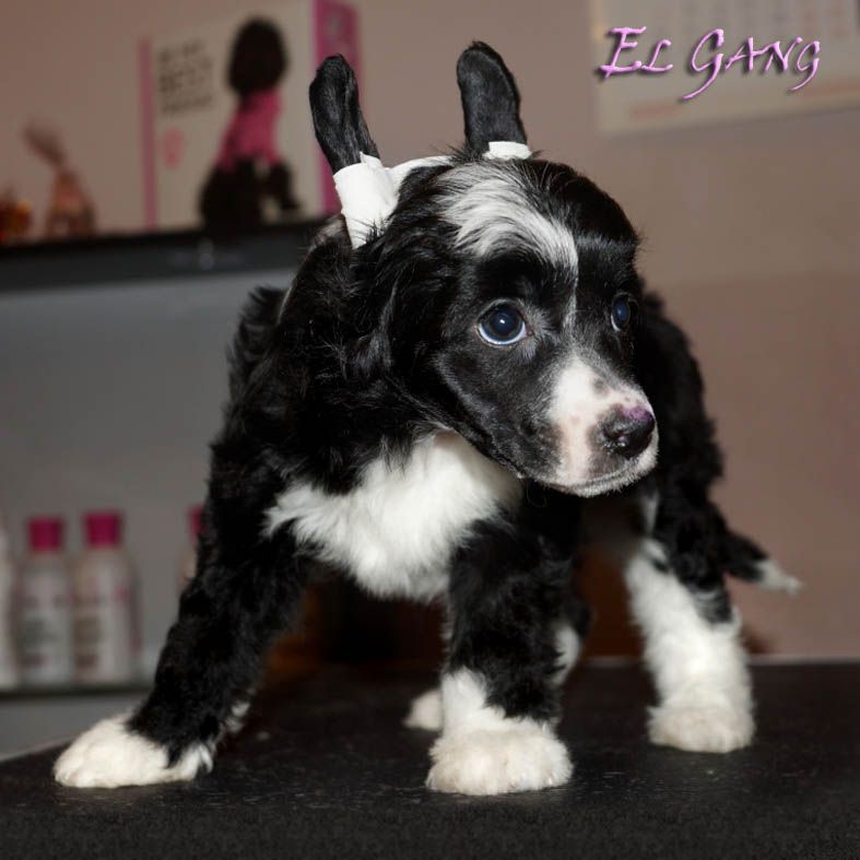 El Gang Rhapsody of Love