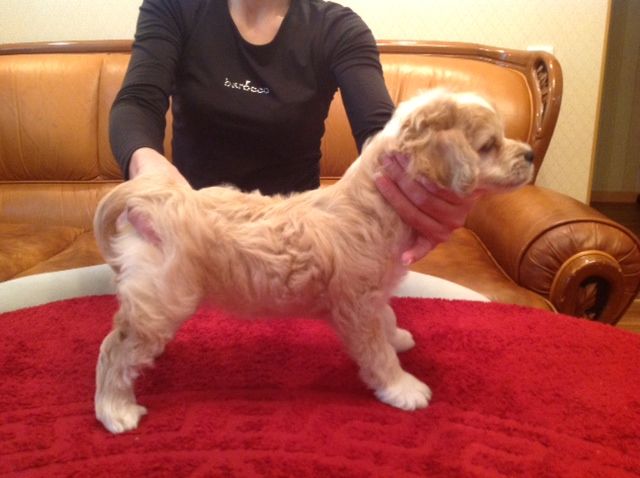 Nartsissus of the Magical World