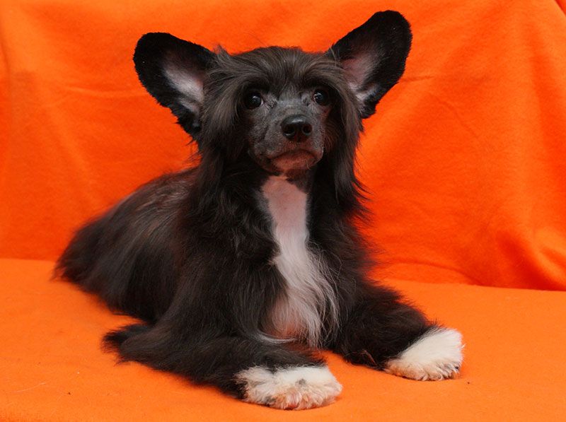 Alvine Band Little Top Model