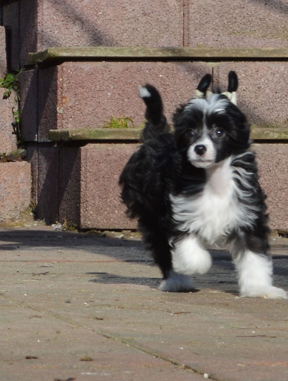 Yin Yang von Shinbashi