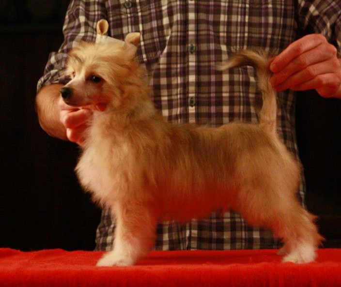 Ludwik Next Germanika