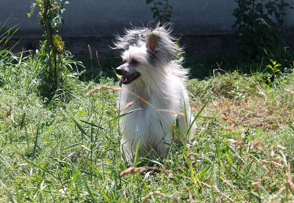 Lukrecja Next Germanika