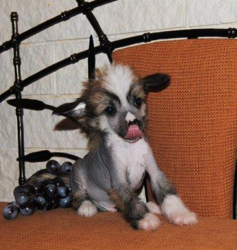 Sapfir iz Tsarskogo Sela Leli