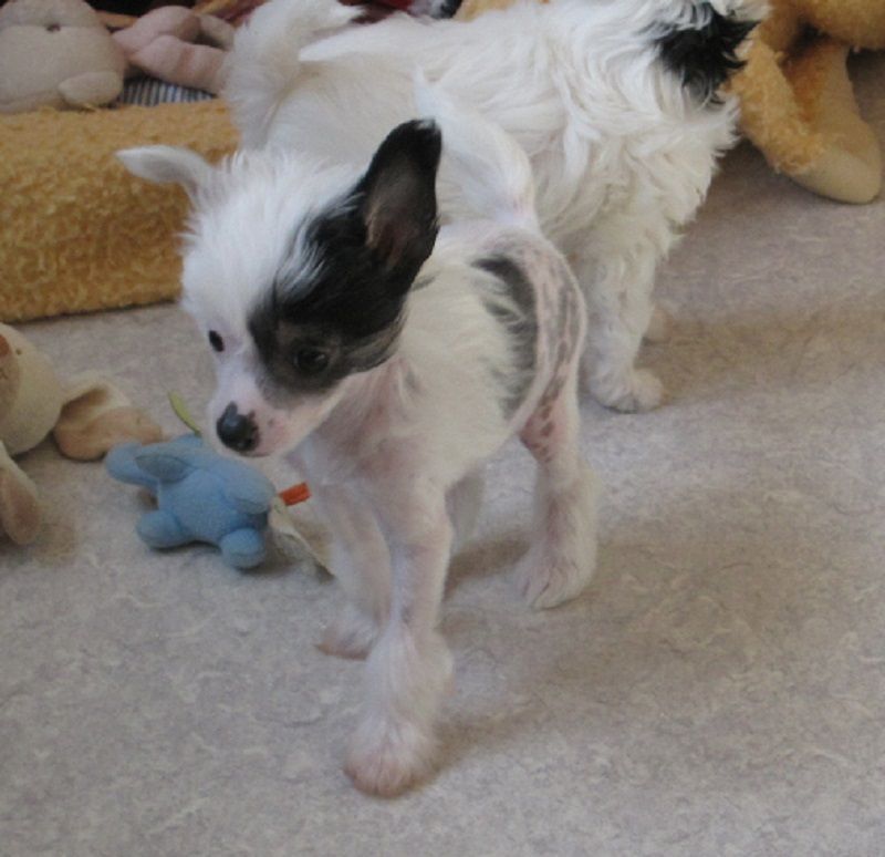 Nepomuk-Einstein von den Windpferden