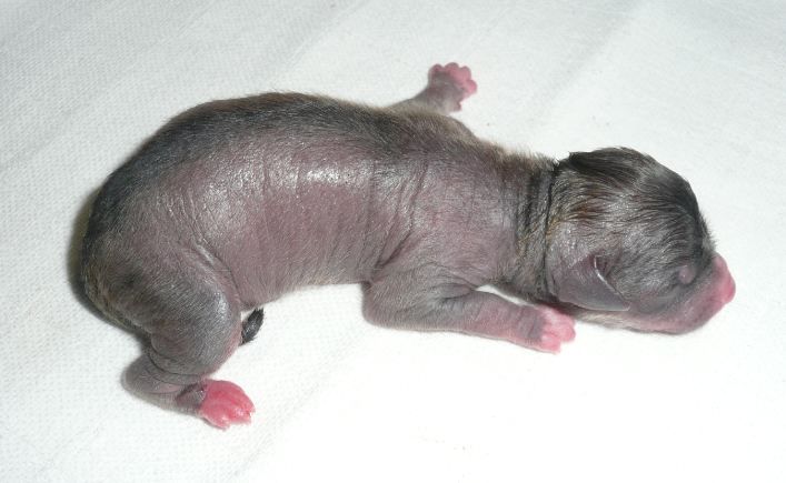 Joyera's Crested Anna Akhmatova