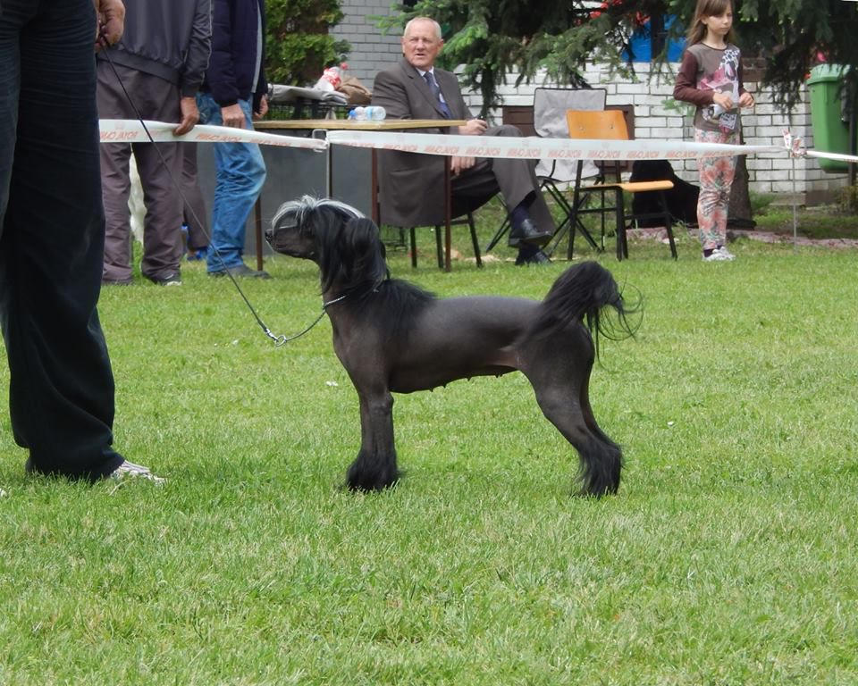 Joyera's Crested Amelia Bauerle
