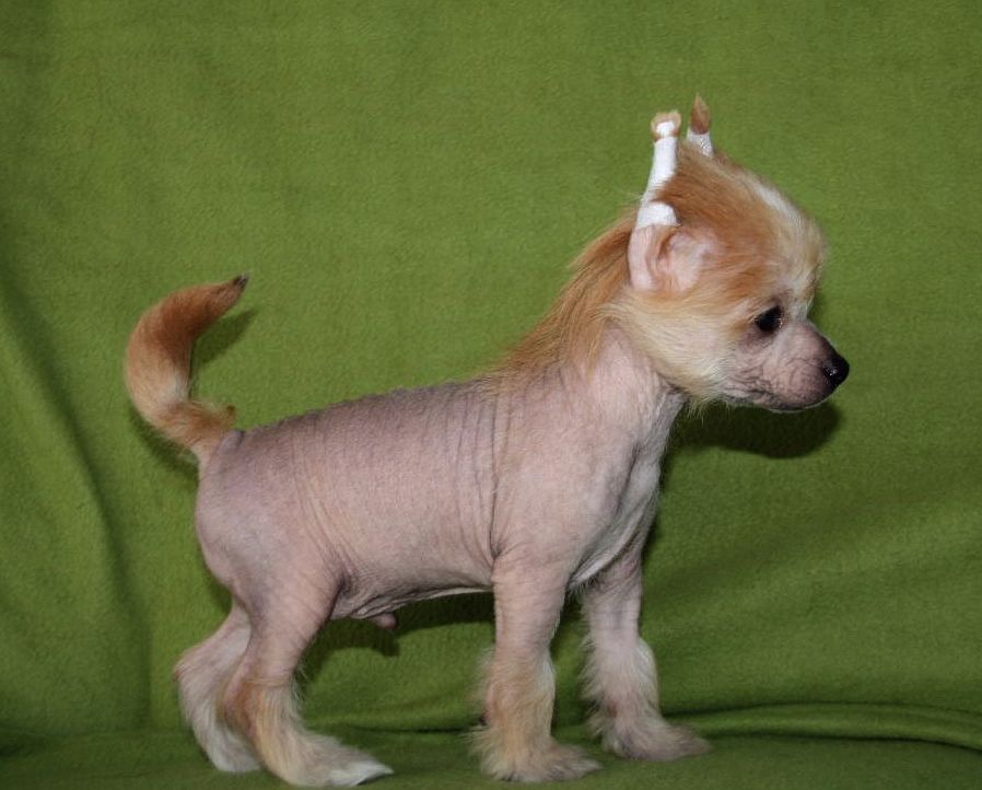 Favourite Joy Ben Ten