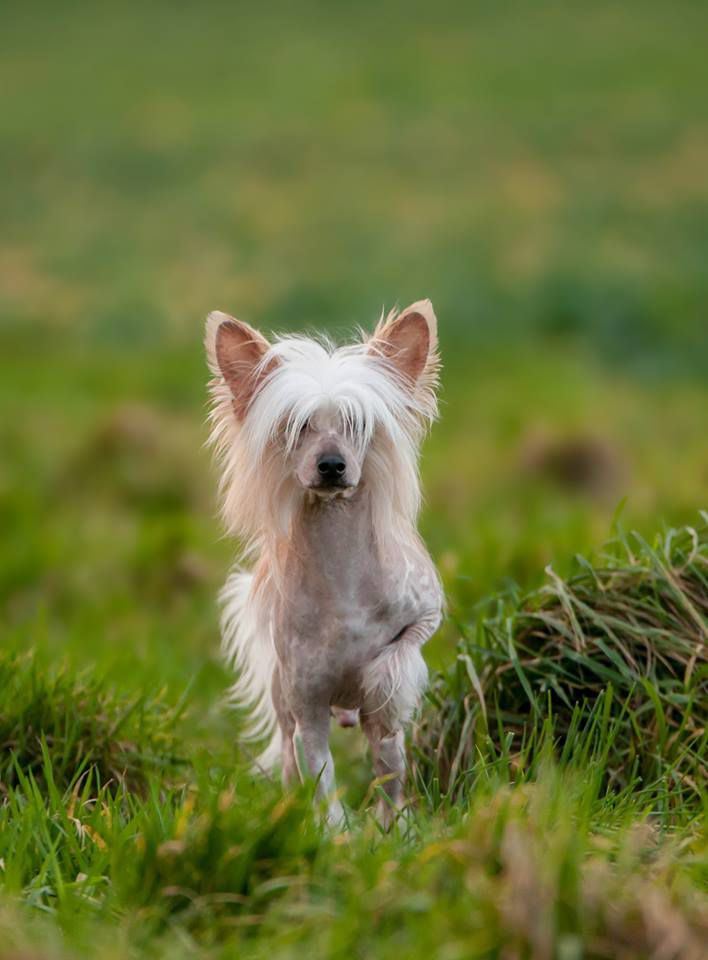 Favourite Joy Blockbuster