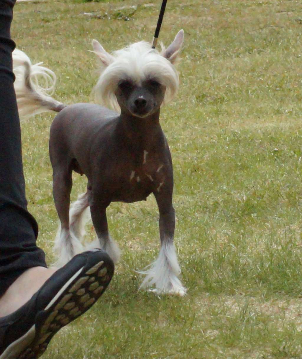 Favourite Joy Boca Chica