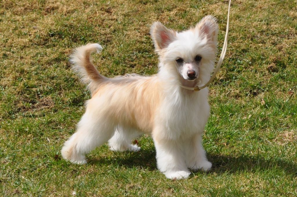 Speechless Dance In The Dark