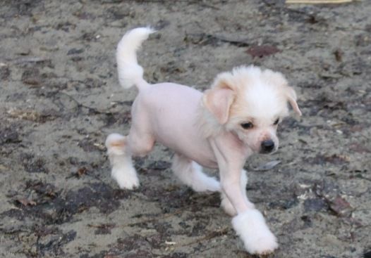 L' Top Model De Rama