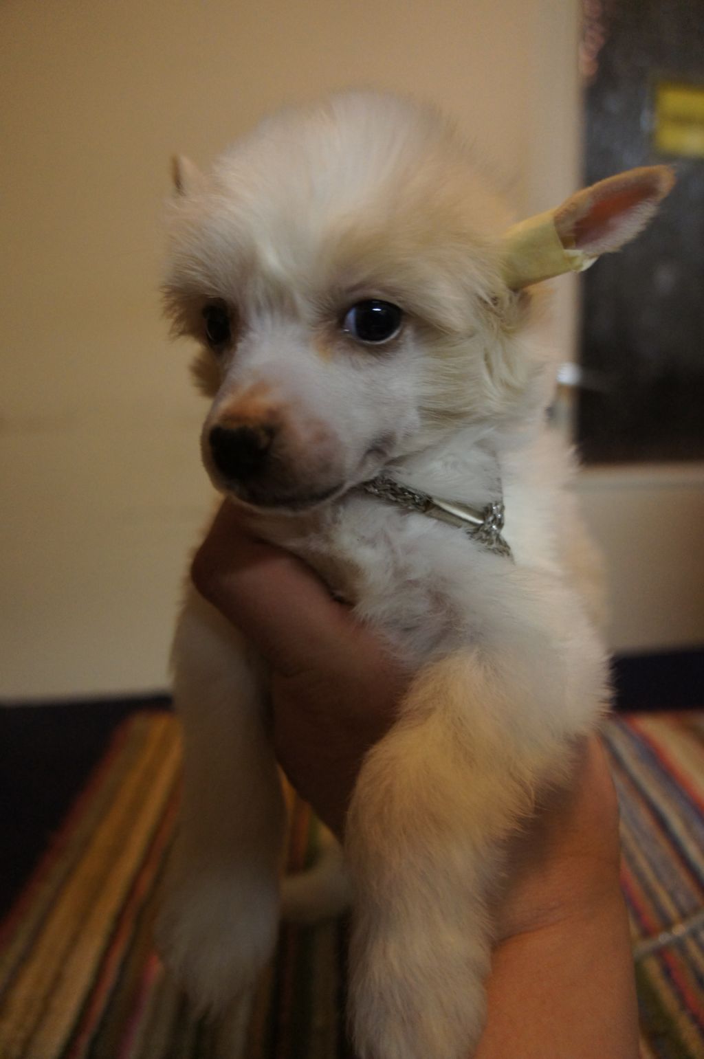 Birchvolgyi - Cha - Cha