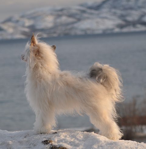 Artic Flyer's Explosive Love