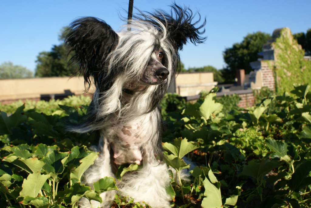 Legion Of Dream Muraena