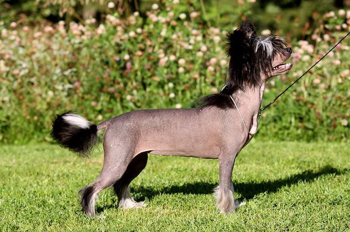 Lunacrest High Fidelity