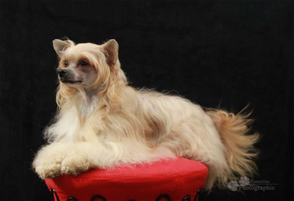 Laquinta Shaniya Diamond Place