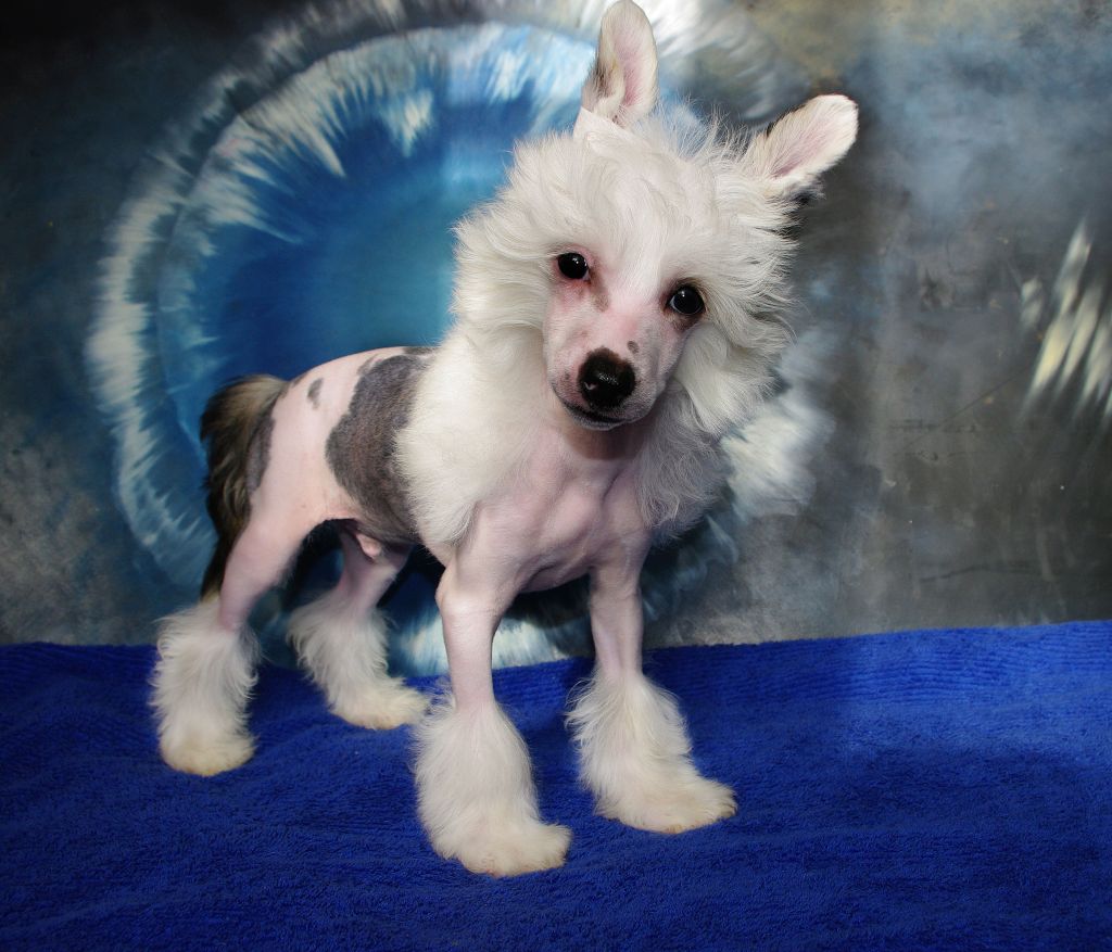 Futureline Felicie Indigo