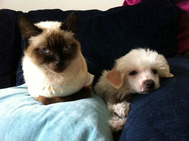 Addicted to Winning Albara