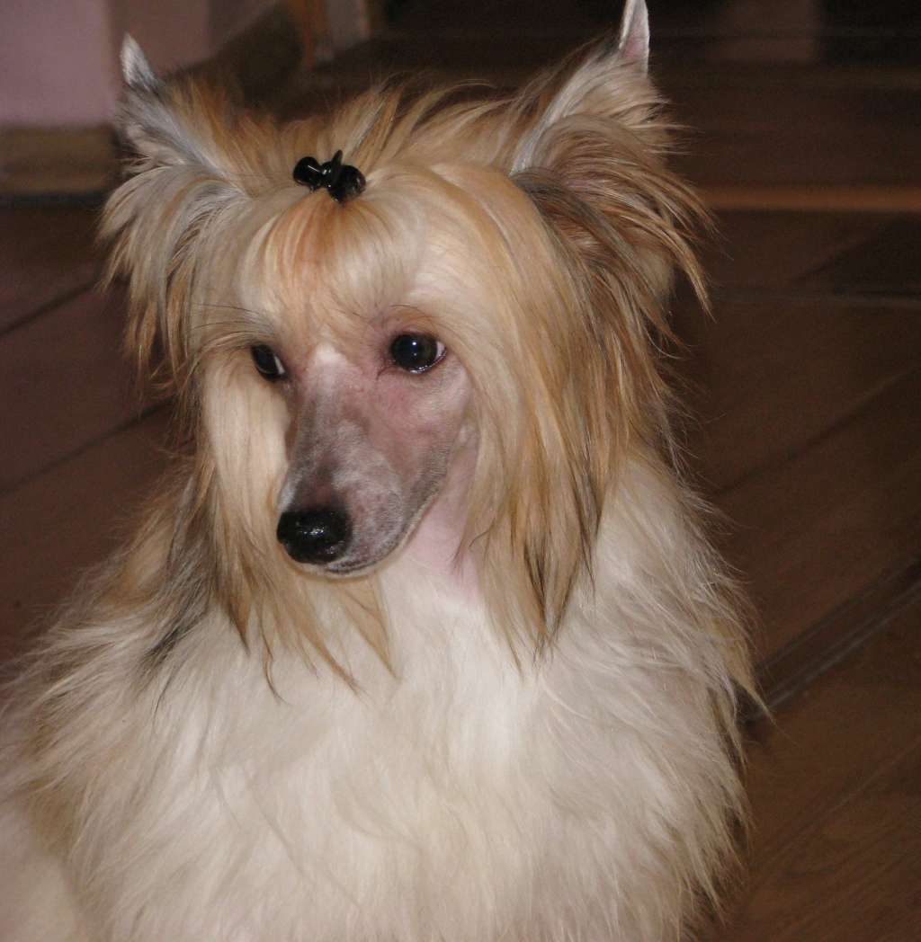 Hana  Exotic World FCI