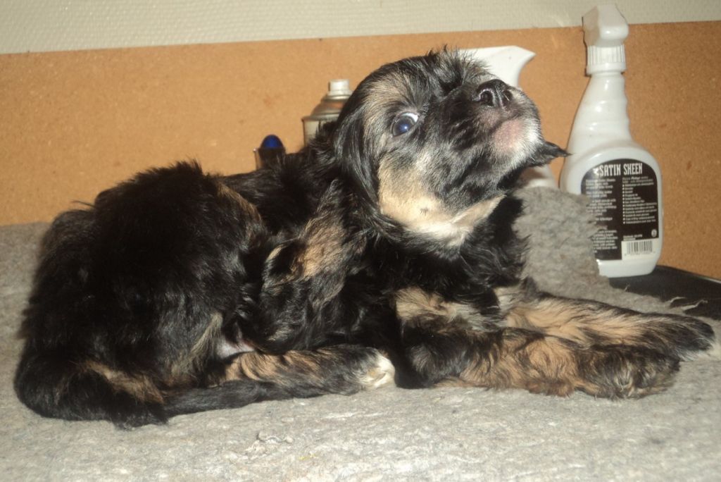 Rose of Aiden Secret Dreams