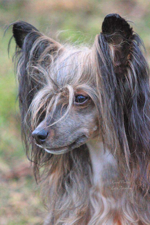 Desireme Shine bright like a diamond