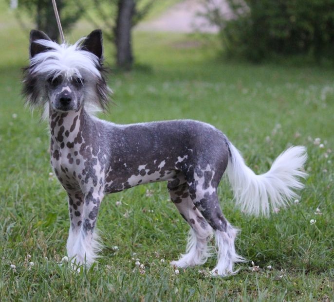 Gardine's Rhymes with Tucker