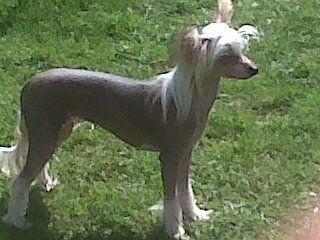 Pufflepaws Mis Pussy Galore At Sigyns