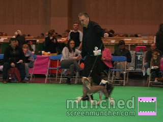 Pufflepaws Mr Harry Potter At Sigyns