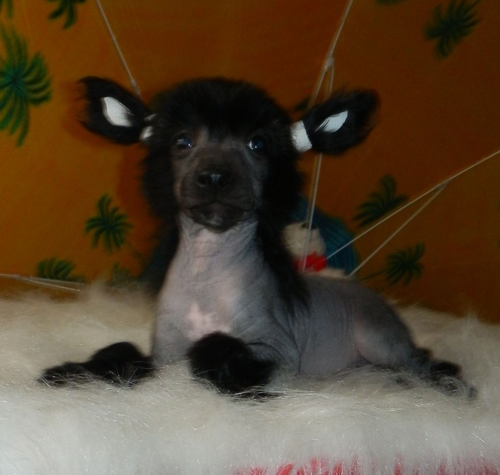 Orero Lovely Gheorghe Dej